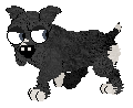Starkid [F] Patched black bulldog!