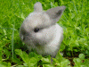 bunny3.jpg (146335 byte)