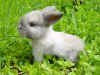 bunny5.jpg (167409 byte)