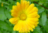 Example of flower