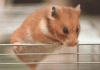 Example of hamster