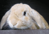 Example of rabbit