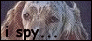 An english setter pup about to attack YOU!